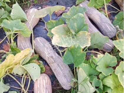 蔬菜種子種植戶客戶點(diǎn)評(píng)-了解它，就能種好它，獲得更高收入?。。?></a></div>
          <div   id=