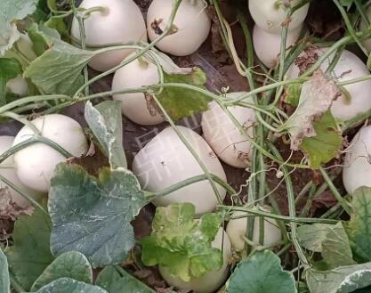 蔬菜種子種植戶客戶點(diǎn)評-“甜，真甜，真是甜！”