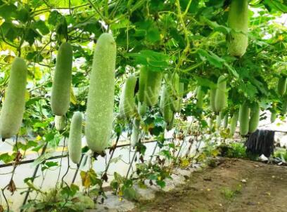 蔬菜種子種植戶客戶點(diǎn)評-我種的冬瓜，肉緊味甜，按個賣！