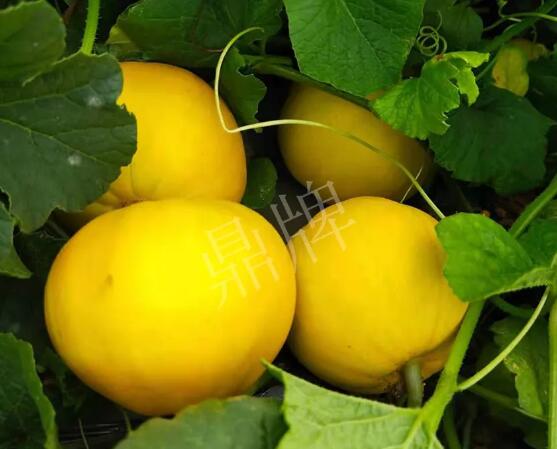 蔬菜種子種植戶客戶點(diǎn)評(píng)-純賺50萬，我這個(gè)“張大膽”榮光了一把！