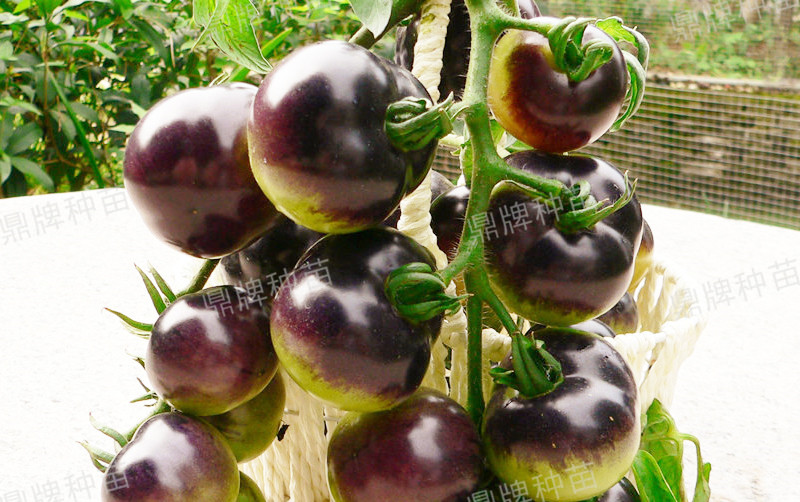 果實(shí)成紫色，口感脆爽