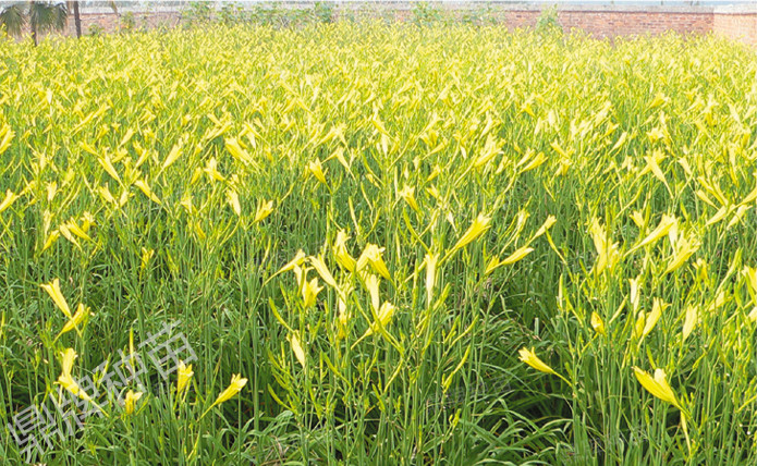 栽后第二年度，進入豐產(chǎn)期