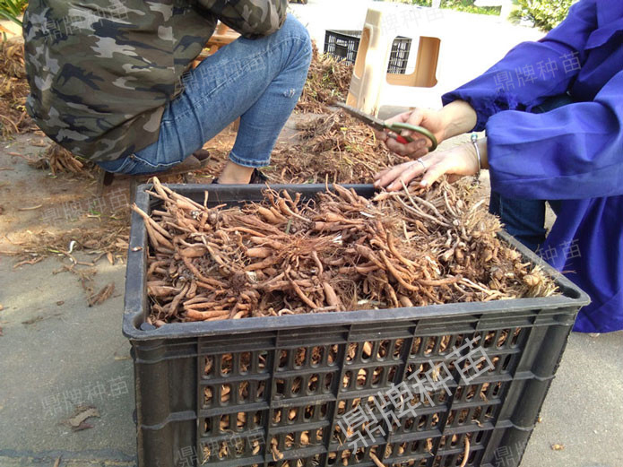 修剪后裝箱，準(zhǔn)備為客戶發(fā)貨的種苗