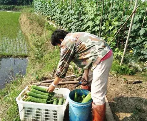 優(yōu)秀絲瓜作品展播，請為菜農劉健平夫婦點贊