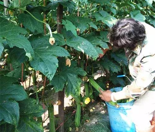 優(yōu)秀絲瓜作品展播，請為菜農劉健平夫婦點贊