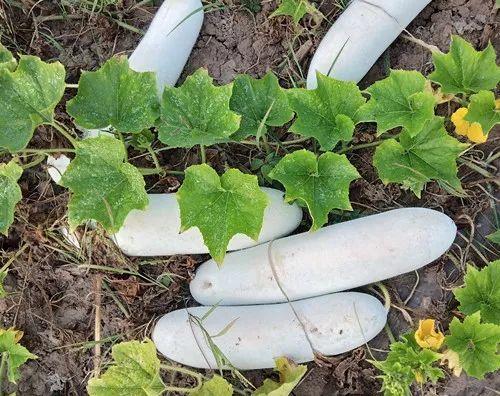 您種植過“堆堆瓜”嗎？看一看，地上全是瓜！一睹芳容