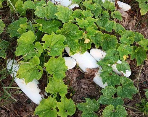 您種植過“堆堆瓜”嗎？看一看，地上全是瓜！一睹芳容