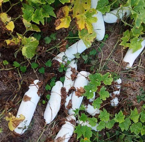 您種植過“堆堆瓜”嗎？看一看，地上全是瓜！一睹芳容
