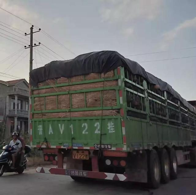 種南瓜竟然種出“麻煩”了，瓜販搶購，電視臺(tái)記者也趕來了