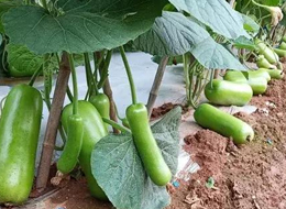 蔬菜種子種植戶客戶點(diǎn)評-浙江菜農(nóng)種植的鼎牌瓠瓜喜獲豐收，又賣上了好價(jià)錢!