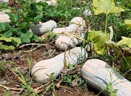 蔬菜種子種植戶客戶點(diǎn)評-一袋種子100粒，輕松賺回3000元...