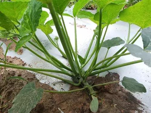 菜農(nóng)種植無需噴農(nóng)藥的蔬菜，不僅栽培簡單、而且效益高