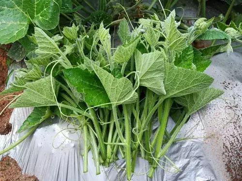 菜農(nóng)種植無需噴農(nóng)藥的蔬菜，不僅栽培簡單、而且效益高