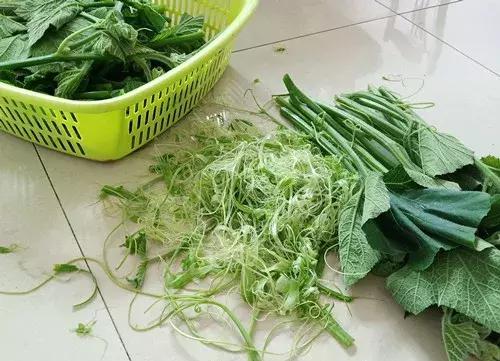 菜農(nóng)種植無需噴農(nóng)藥的蔬菜，不僅栽培簡單、而且效益高