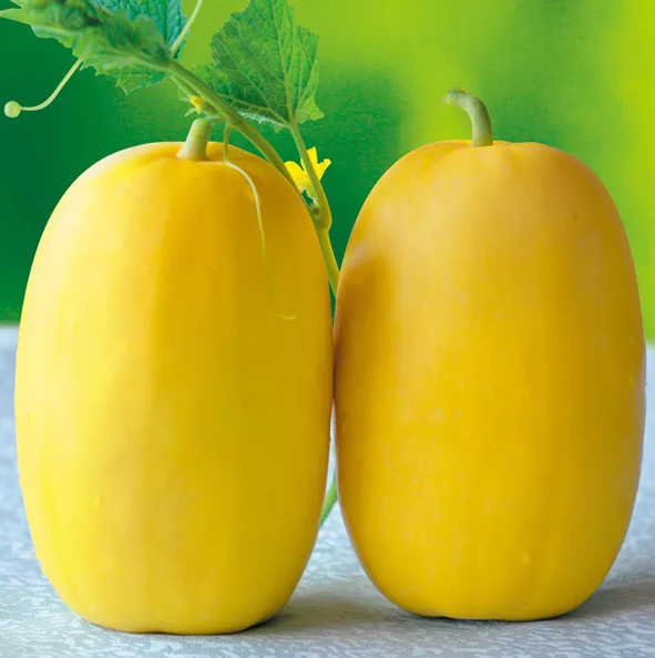 雇工難、成本高，想種甜瓜怎么辦？