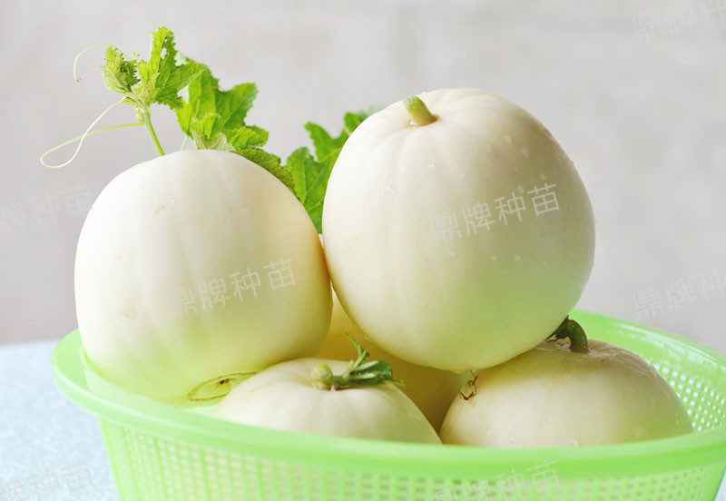 就這4個薄皮甜瓜，畝產(chǎn)萬斤很輕松，瓜果菜農(nóng)搶著種植