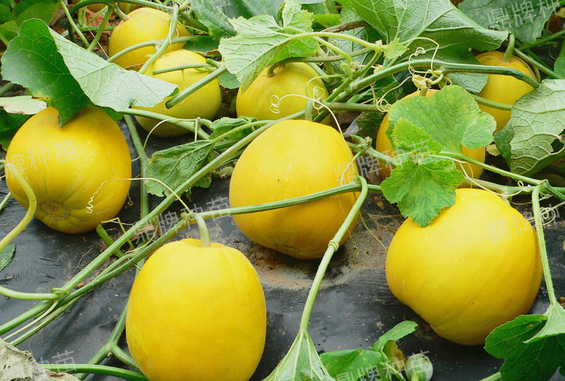 就這4個薄皮甜瓜，畝產(chǎn)萬斤很輕松，瓜果菜農(nóng)搶著種植