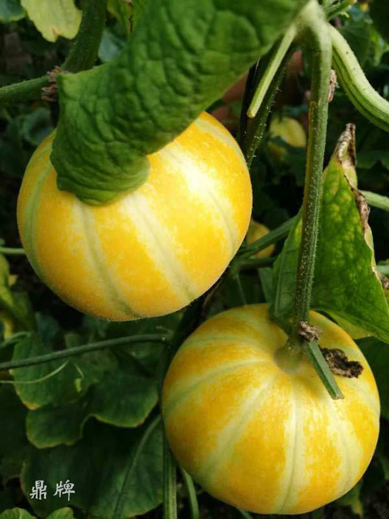 就這4個薄皮甜瓜，畝產(chǎn)萬斤很輕松，瓜果菜農(nóng)搶著種植