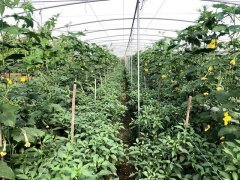 蔬菜種子種植戶客戶點(diǎn)評(píng)-這個(gè)品種，結(jié)瓜太夸張了！太恐怖了！