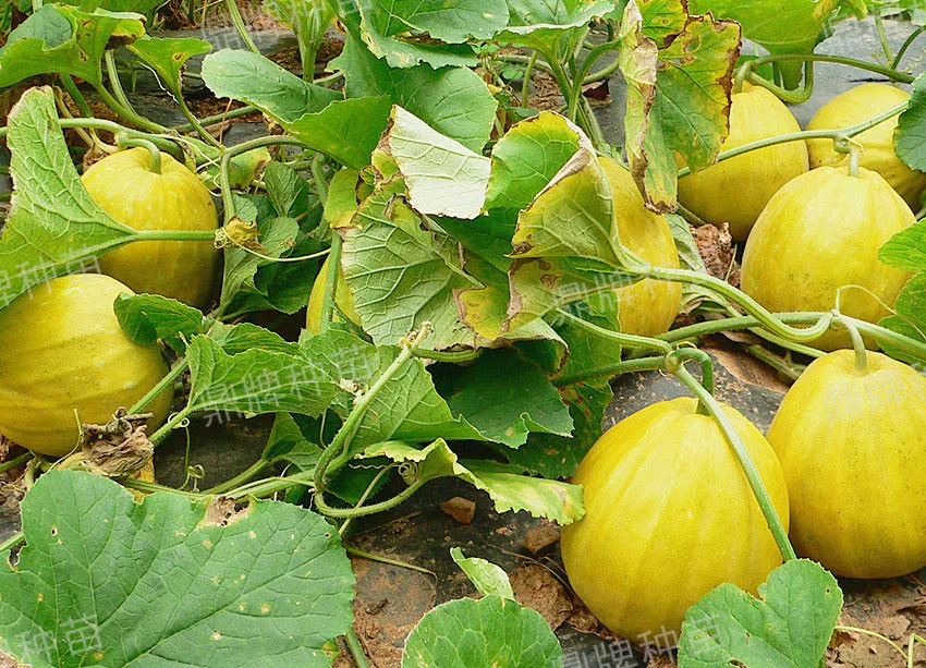 高溫季節(jié)種植甜瓜，什么品種最好？這個(gè)品種是秋季上市的專用品種