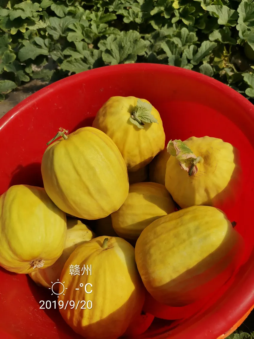 高溫季節(jié)種植甜瓜，什么品種最好？這個(gè)品種是秋季上市的專用品種