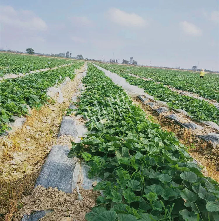 7元一斤還遭瘋搶，畝收益超2萬元！到底什么甜瓜能這么牛？