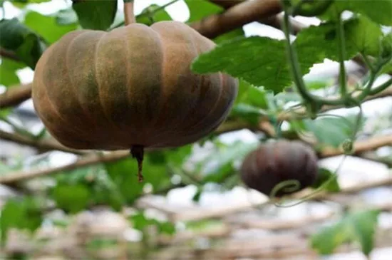 知道最甜最面的南瓜品種嗎？盤點(diǎn)十種有營(yíng)養(yǎng)的甜面南瓜...