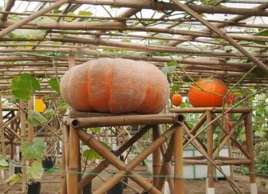 知道最甜最面的南瓜品種嗎？盤點(diǎn)十種有營(yíng)養(yǎng)的甜面南瓜...