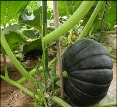 知道最甜最面的南瓜品種嗎？盤點(diǎn)十種有營(yíng)養(yǎng)的甜面南瓜...