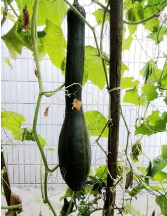 知道最甜最面的南瓜品種嗎？盤點(diǎn)十種有營(yíng)養(yǎng)的甜面南瓜...