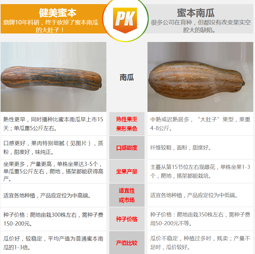 生吃都好吃南瓜新品種，沒有大肚子，肉質(zhì)更密致，農(nóng)戶試種下