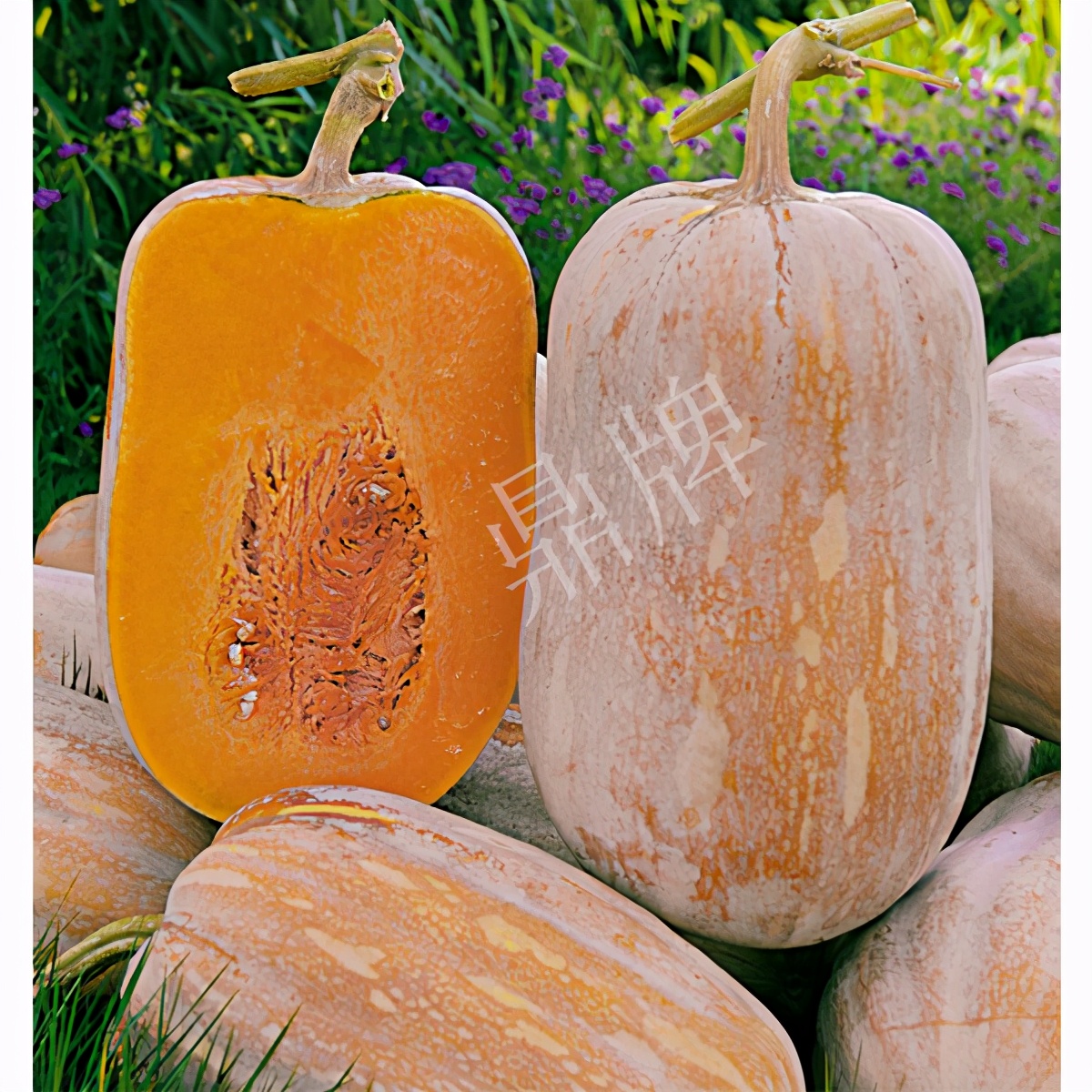 2020年，市面上的南瓜品種哪個口感最好、最甜、最值得種植？