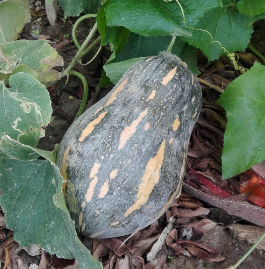 2020年，市面上的南瓜品種哪個口感最好、最甜、最值得種植？