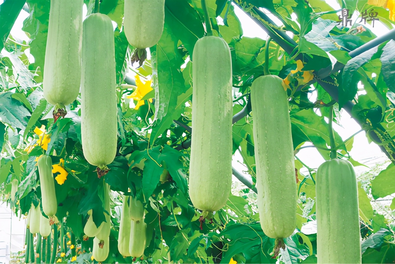 絲瓜新品種層不出窮，2021年，哪個(gè)絲瓜品種最值得種植？
