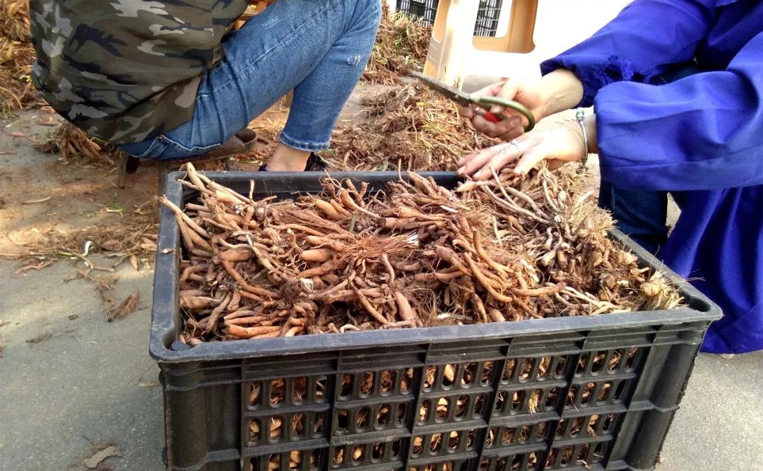 一斤接近20塊，原來它才是最火的國民蔬菜！全國都適種