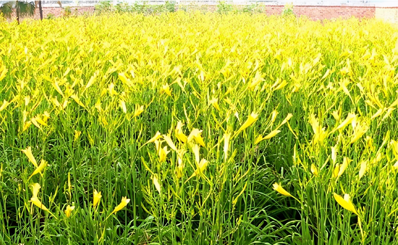 一斤接近20塊，原來它才是最火的國民蔬菜！全國都適種