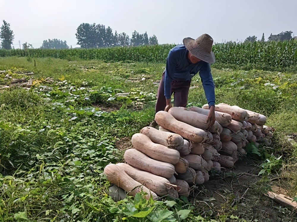 一位轉(zhuǎn)業(yè)后的特種兵，辦農(nóng)場(chǎng)種瓜菜，靠1個(gè)優(yōu)點(diǎn)，年賺200萬(wàn)