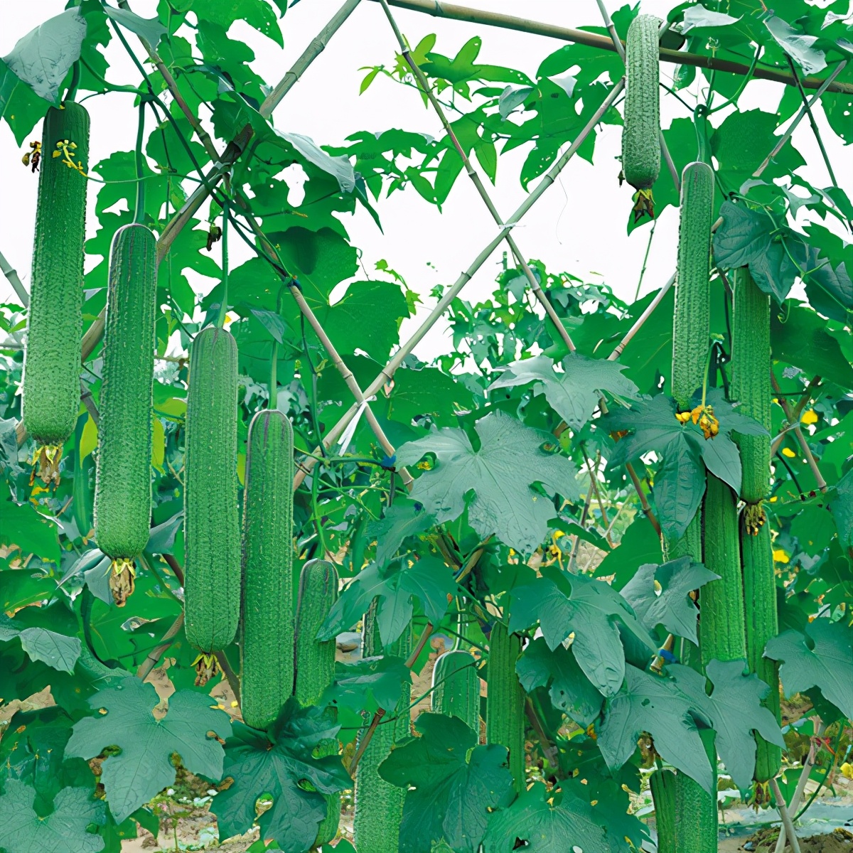 這個(gè)絲瓜畝產(chǎn)可達(dá)8000公斤，菜農(nóng)2021年致富的絲瓜品種