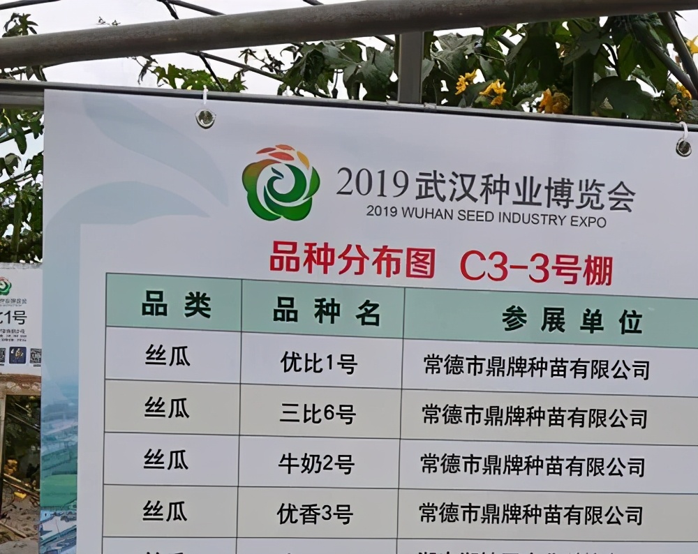 這個(gè)絲瓜畝產(chǎn)可達(dá)8000公斤，菜農(nóng)2021年致富的絲瓜品種