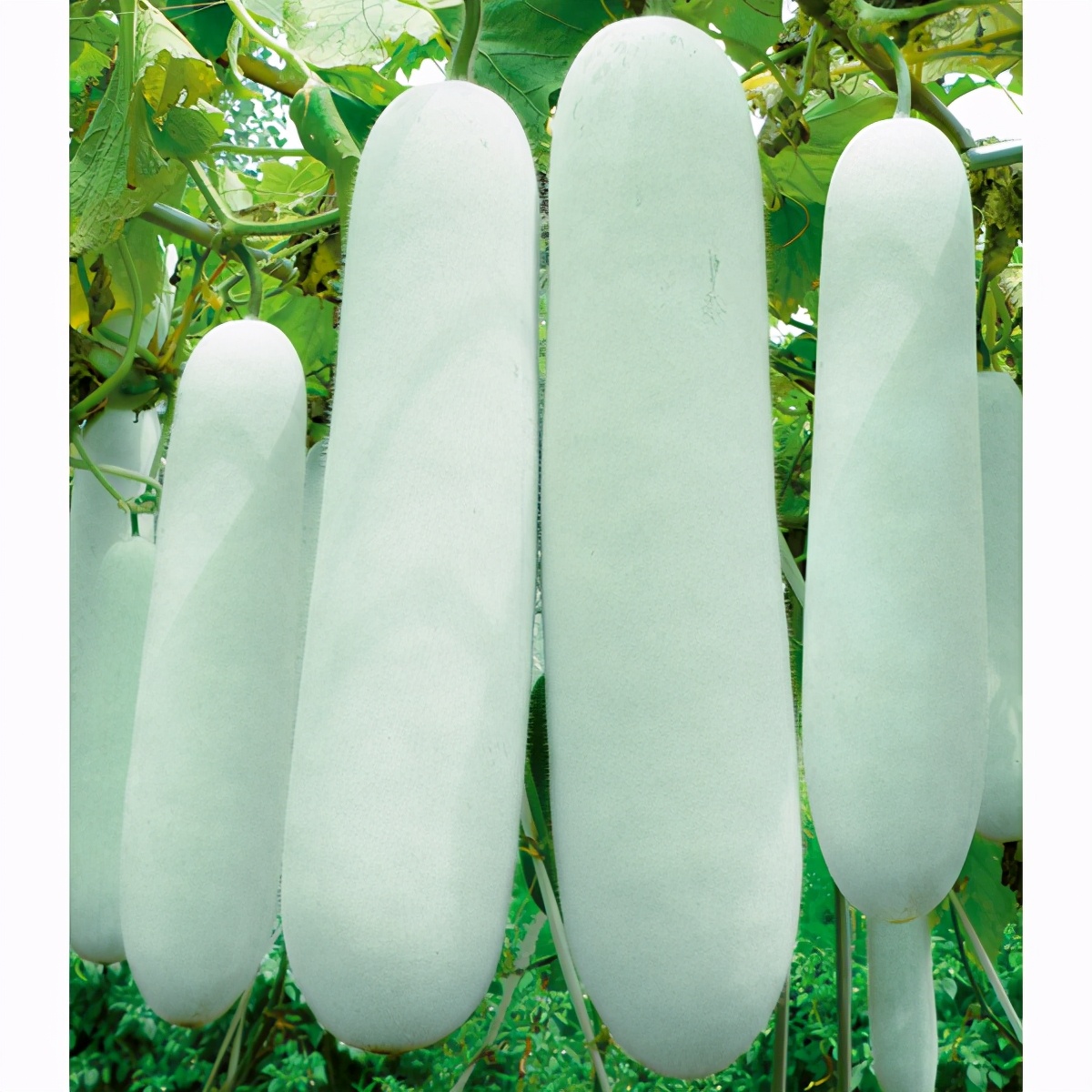 這個(gè)冬瓜品種放1年不壞，口感脆甜，多年科研就為打造這1個(gè)爆品