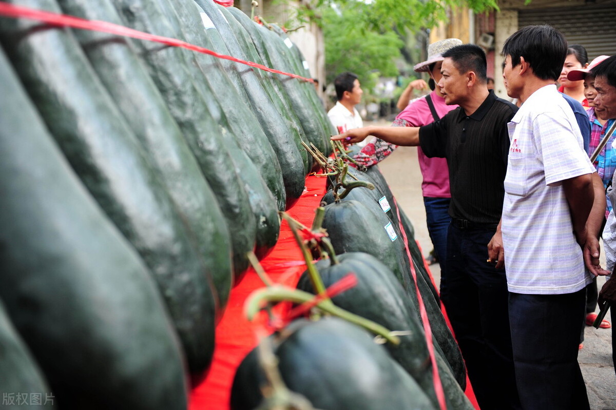 這個(gè)冬瓜品種放1年不壞，口感脆甜，多年科研就為打造這1個(gè)爆品