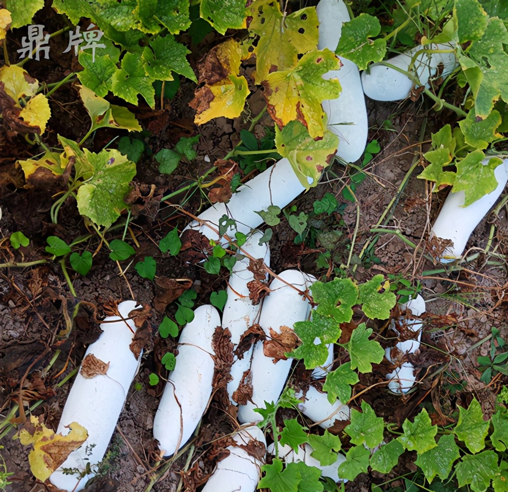 這個(gè)冬瓜品種放1年不壞，口感脆甜，多年科研就為打造這1個(gè)爆品