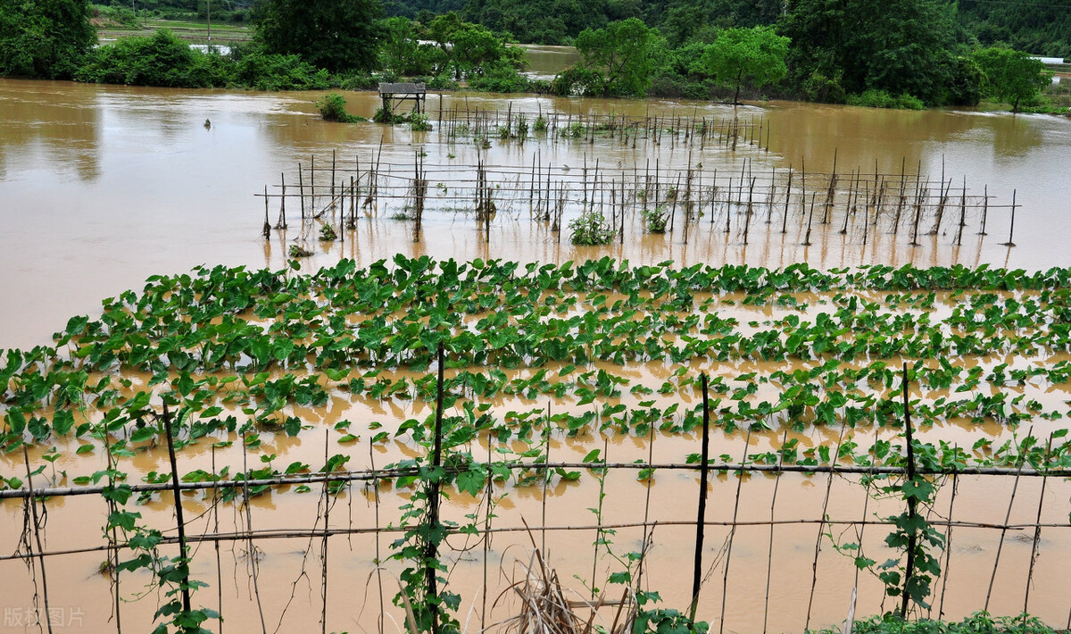 時隔三年，向錢蔥、姜你軍又來了，心動了嗎？來年你會換品種嗎？