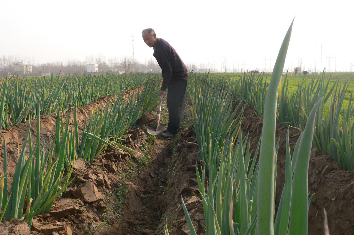 時隔三年，向錢蔥、姜你軍又來了，心動了嗎？來年你會換品種嗎？