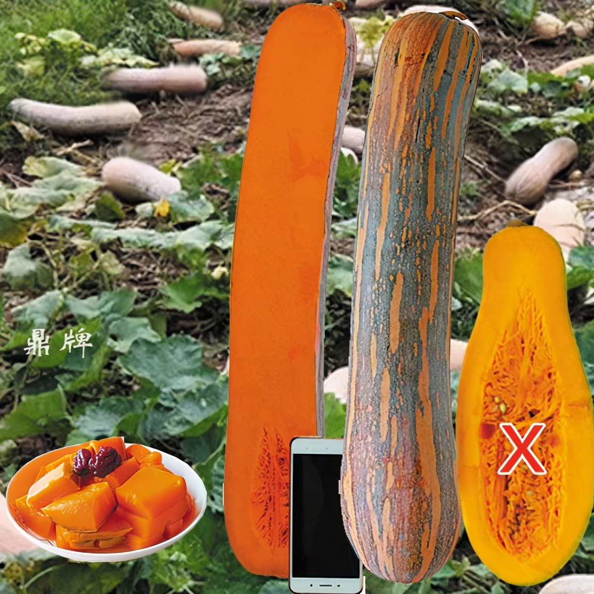 時隔三年，向錢蔥、姜你軍又來了，心動了嗎？來年你會換品種嗎？