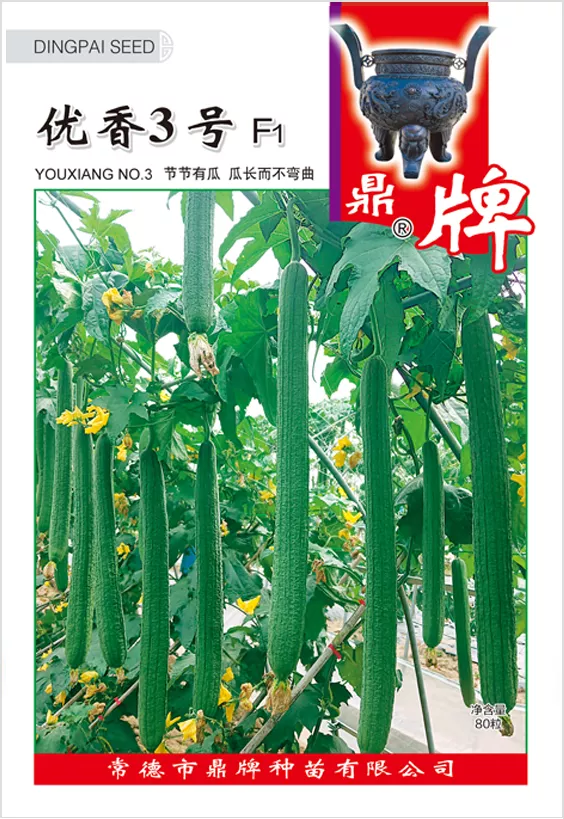 它是絲瓜種植戶(hù)的新選擇，節(jié)節(jié)有瓜，瓜長(zhǎng)而不彎曲