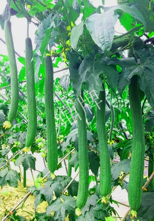 它是絲瓜種植戶(hù)的新選擇，節(jié)節(jié)有瓜，瓜長(zhǎng)而不彎曲