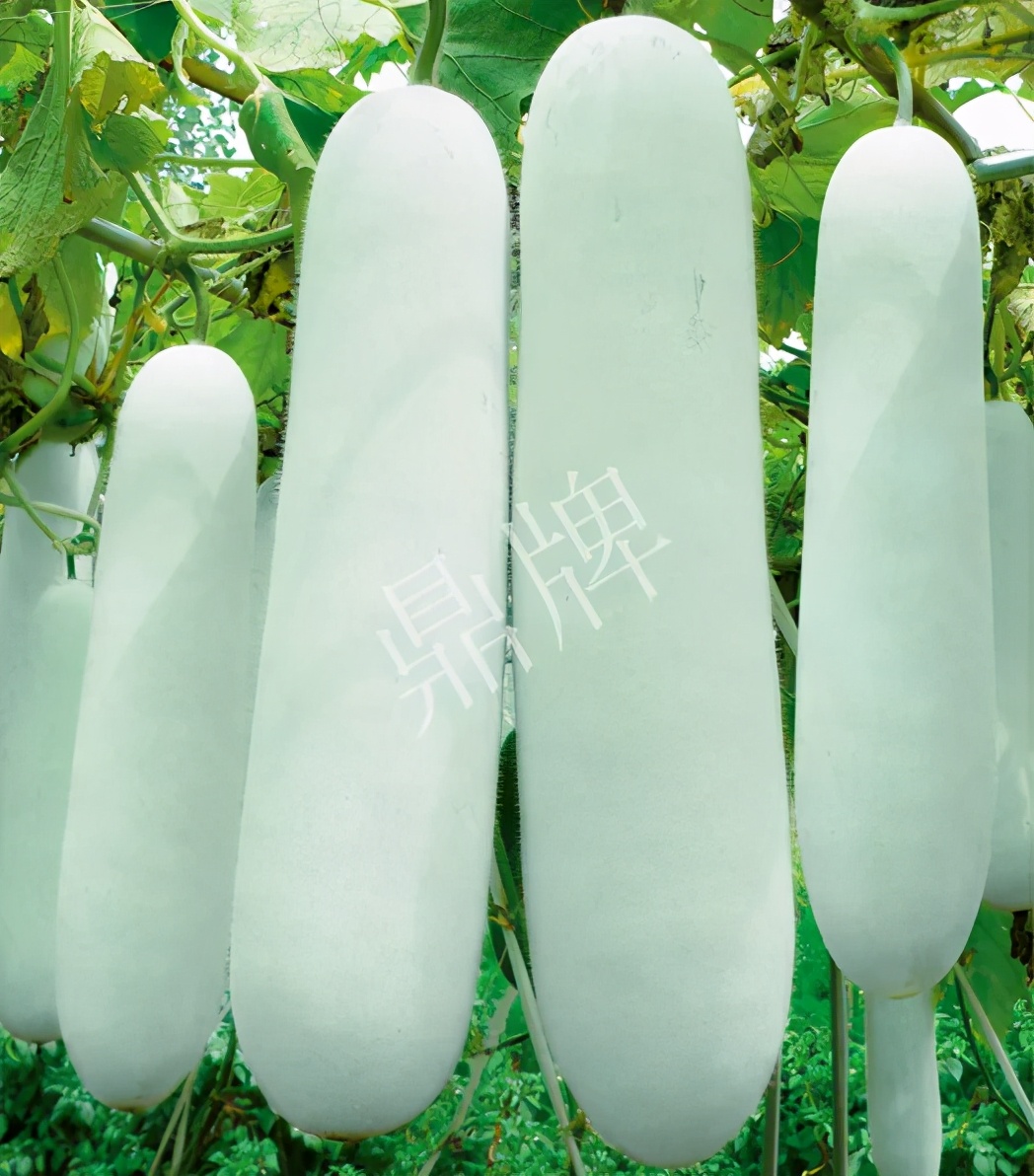 這個(gè)品種太優(yōu)秀了！耐儲(chǔ)耐運(yùn)，適合大面積種植，菜農(nóng)瓜販都喜歡