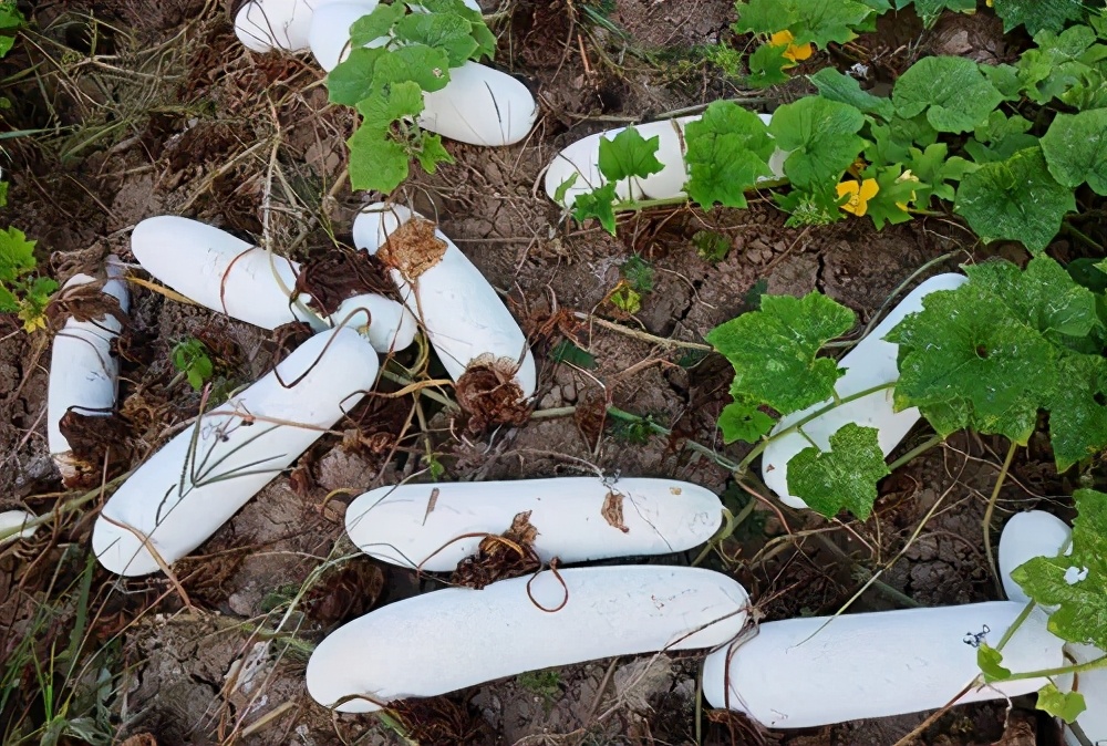 這個(gè)品種太優(yōu)秀了！耐儲(chǔ)耐運(yùn)，適合大面積種植，菜農(nóng)瓜販都喜歡