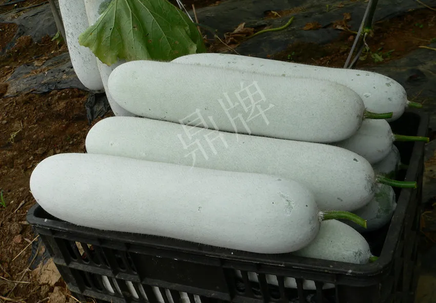 這個(gè)品種太優(yōu)秀了！耐儲(chǔ)耐運(yùn)，適合大面積種植，菜農(nóng)瓜販都喜歡